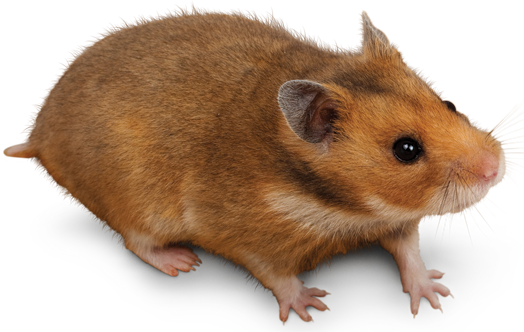 where can i get a syrian hamster
